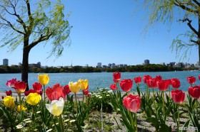 チューリップの画像